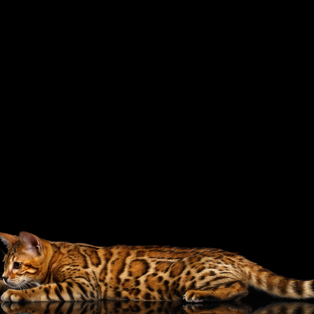 Бенгальская кошка на черном фоне
