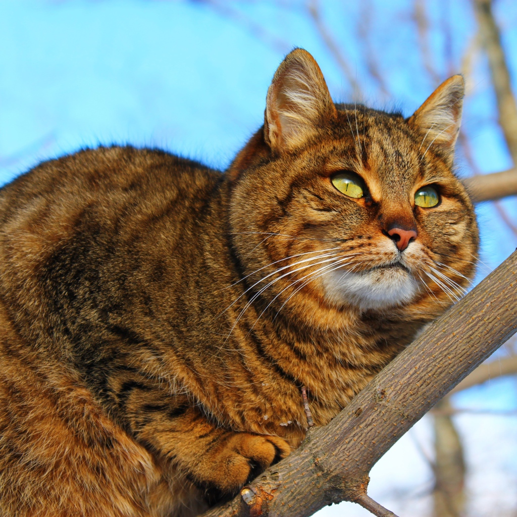 Большой красивый серый кот на дереве