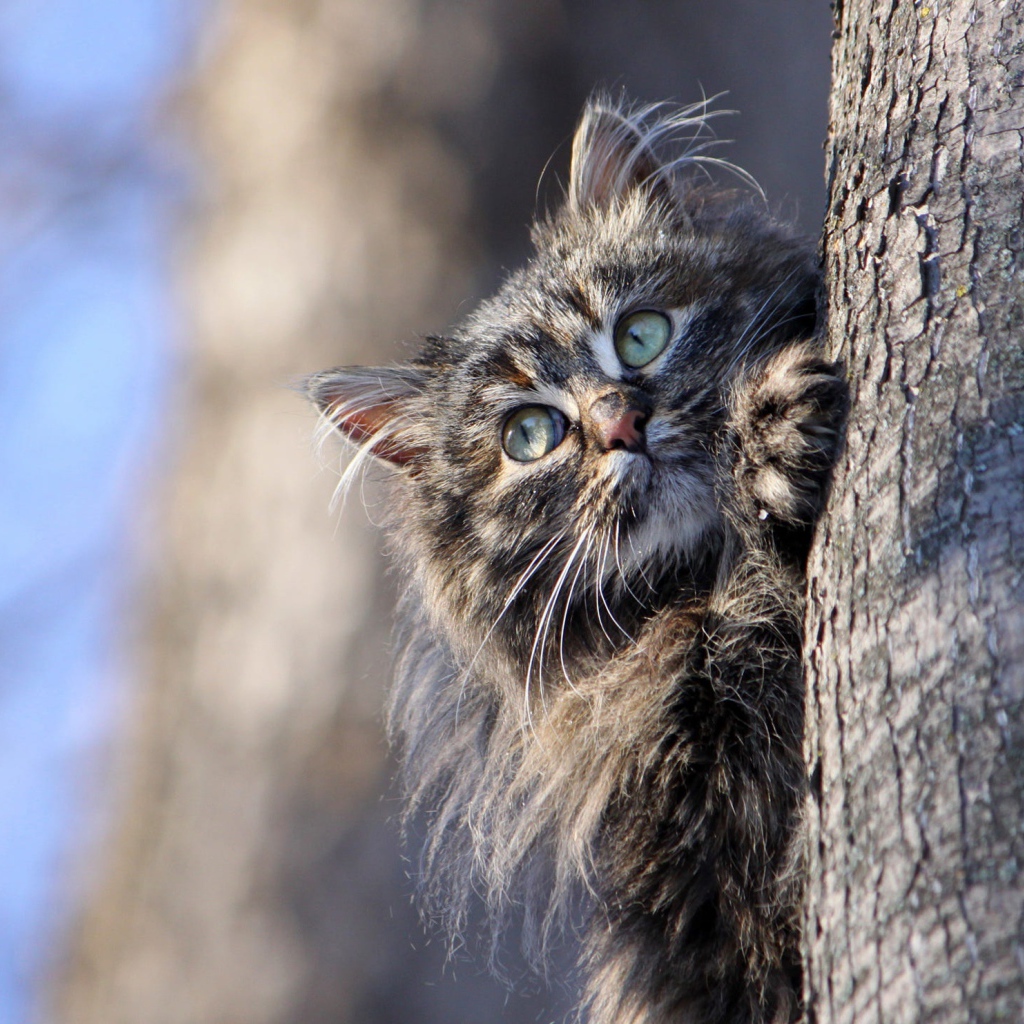 Большой серый кот висит на дереве 