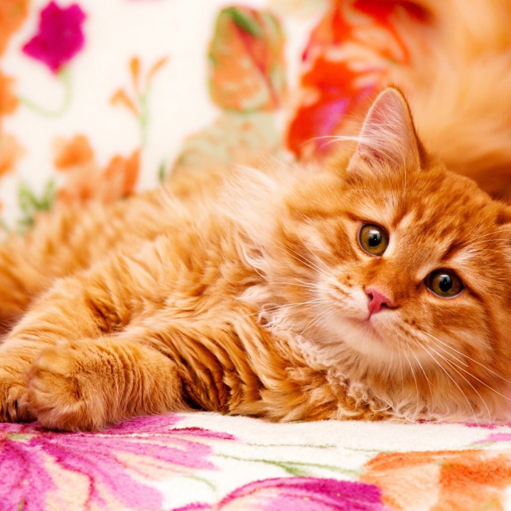 Большой рыжий кот лежит на кровати