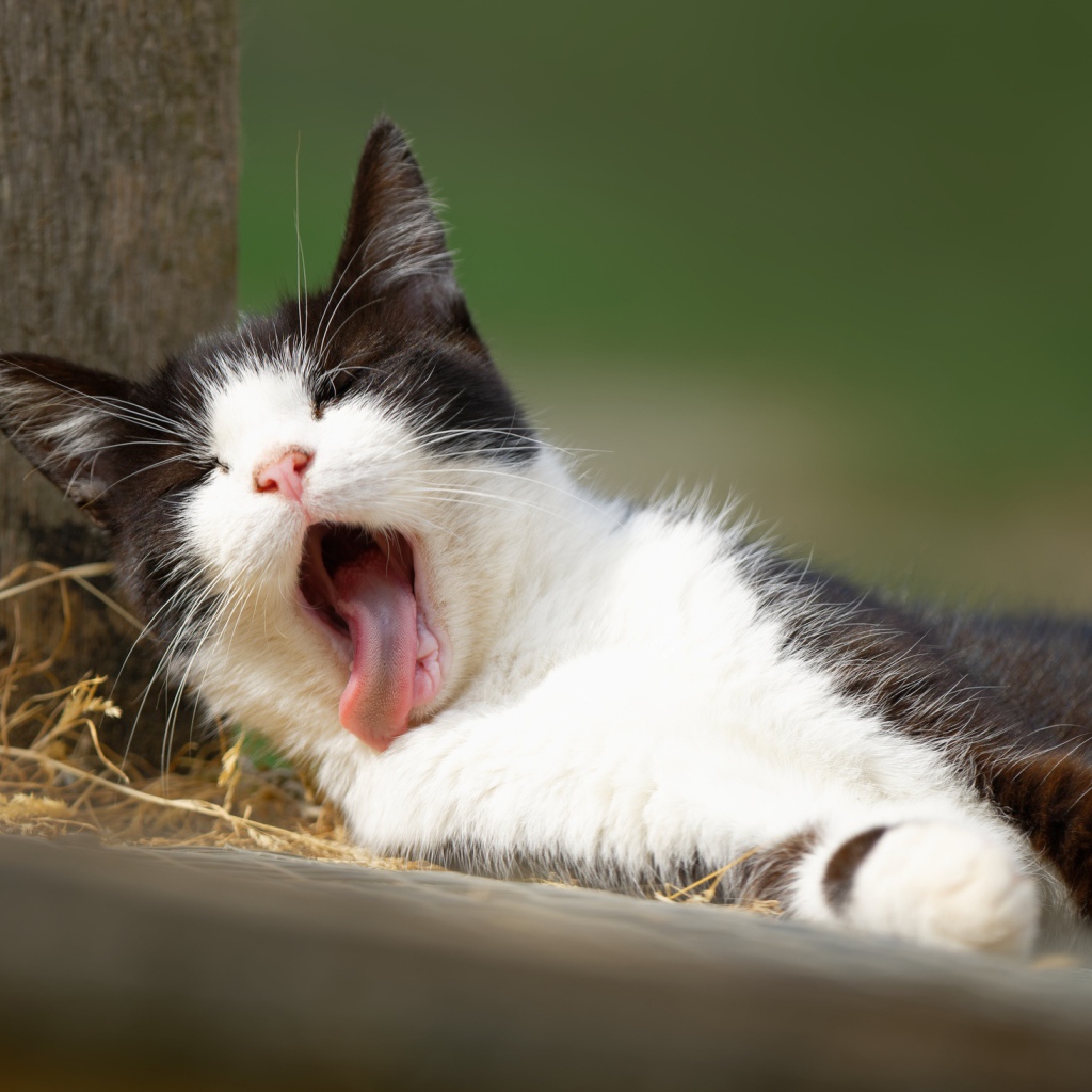 Черно белый кот зевает с высунутым языком