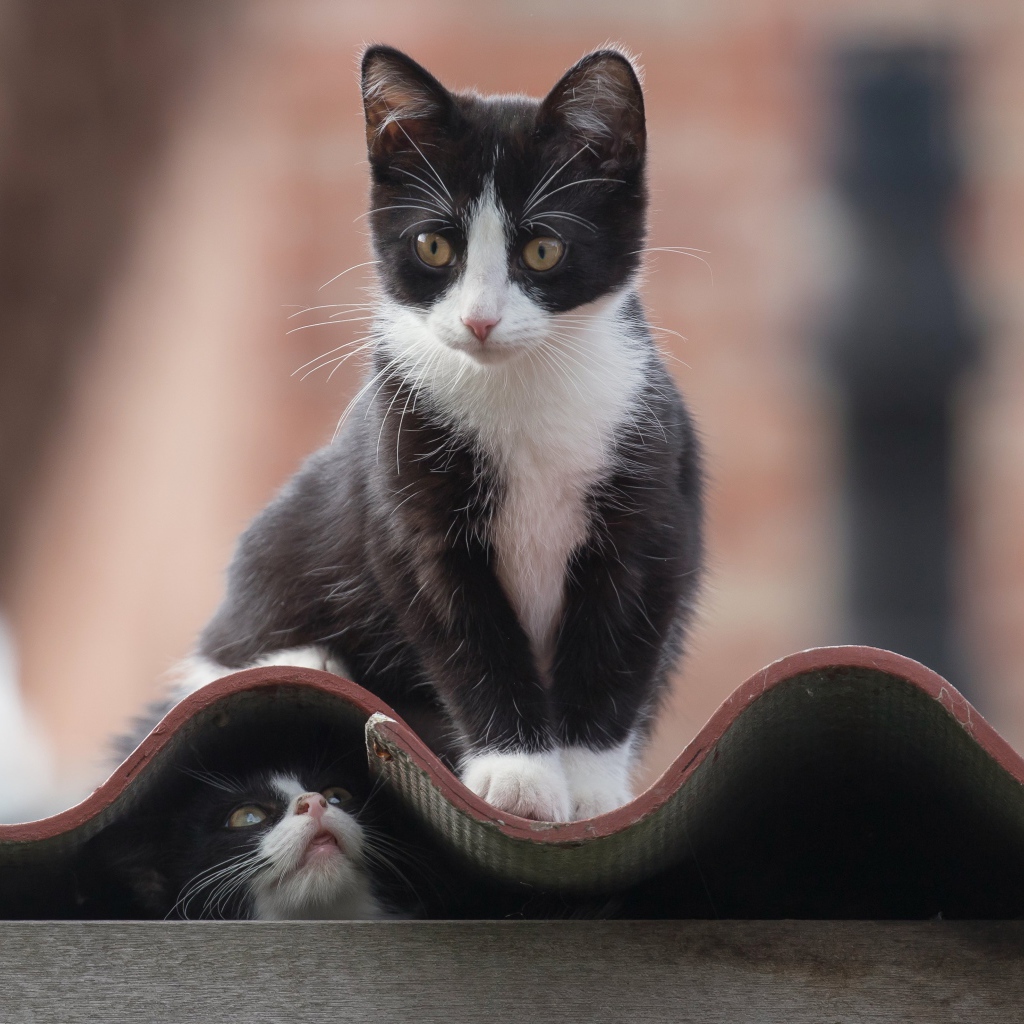 Черно белые коты на крыше 