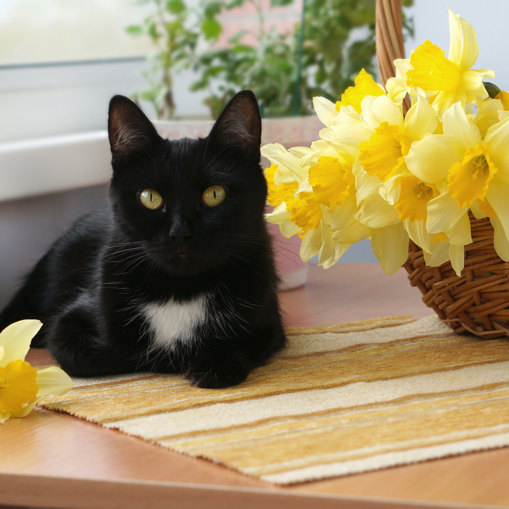 Black cat by the basket with yellow daffodils