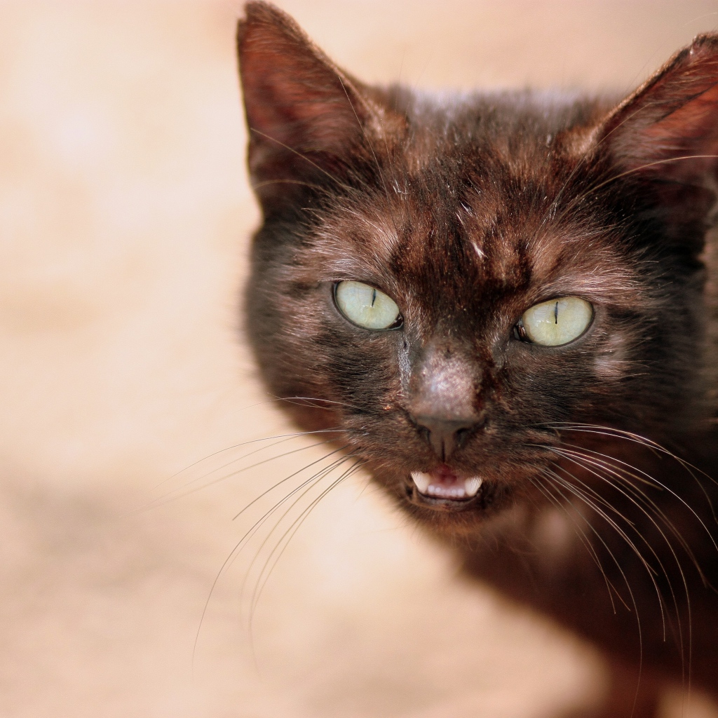 Черный кот мяукает 