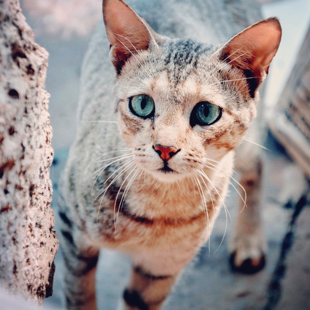 Голубоглазая серая кошка с грустным взглядом