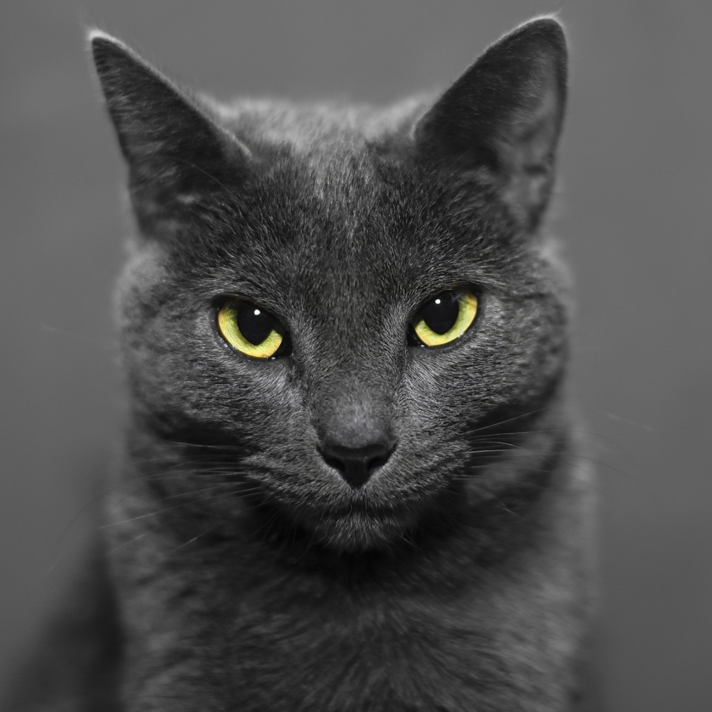 Британский кот на сером фоне