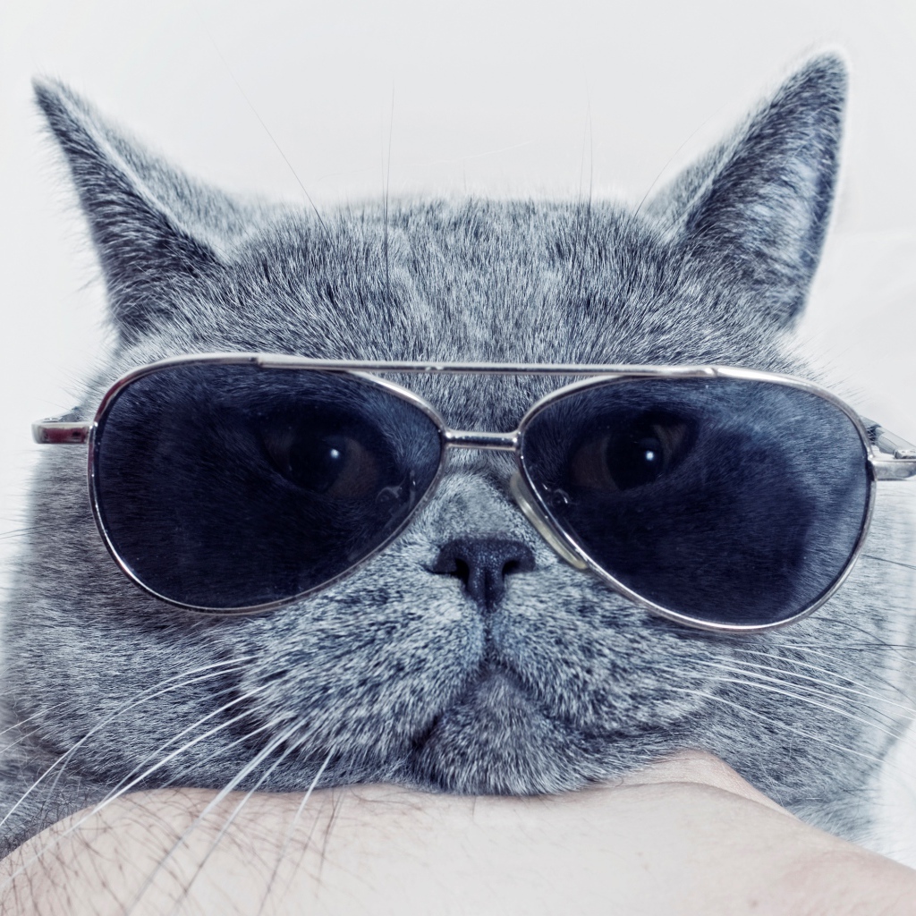 Британский кот в очках