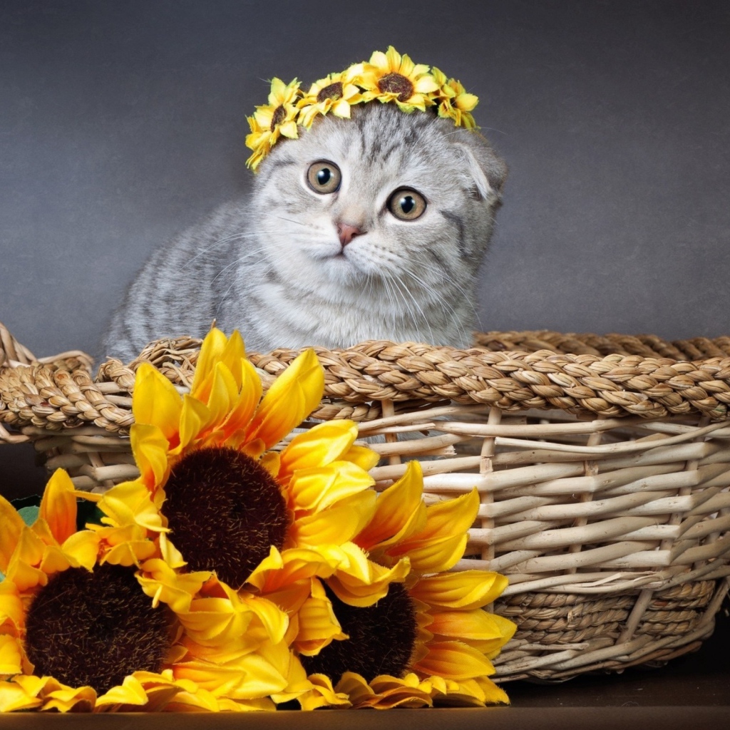 Котенок британец сидит в корзине с цветами