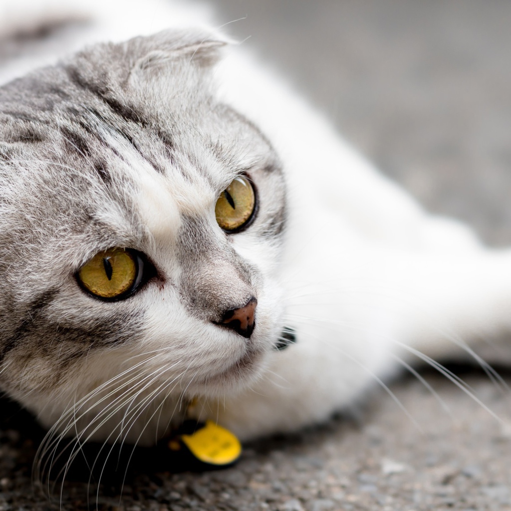 Британский вислоухий кот лежит на асфальте 