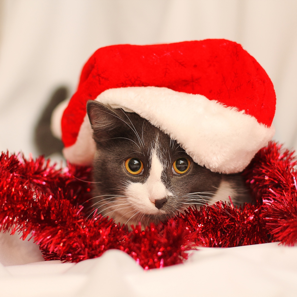 Кот в красной новогодней шапке с мишурой
