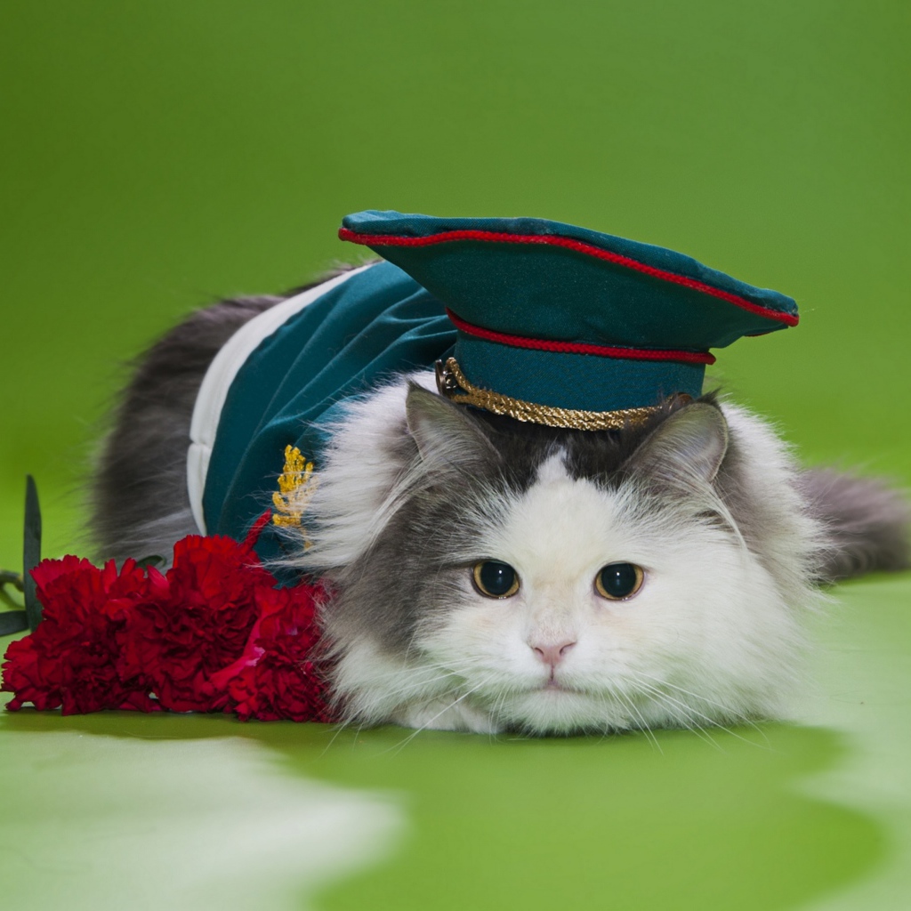 Кот в военной фуражке с красными гвоздиками