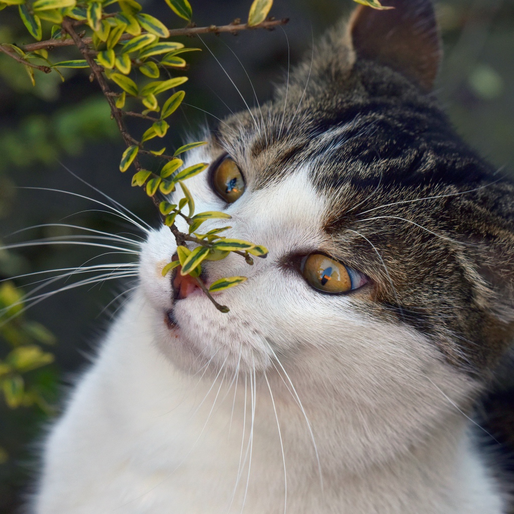 Кот с веткой з мелкими зелеными листьями