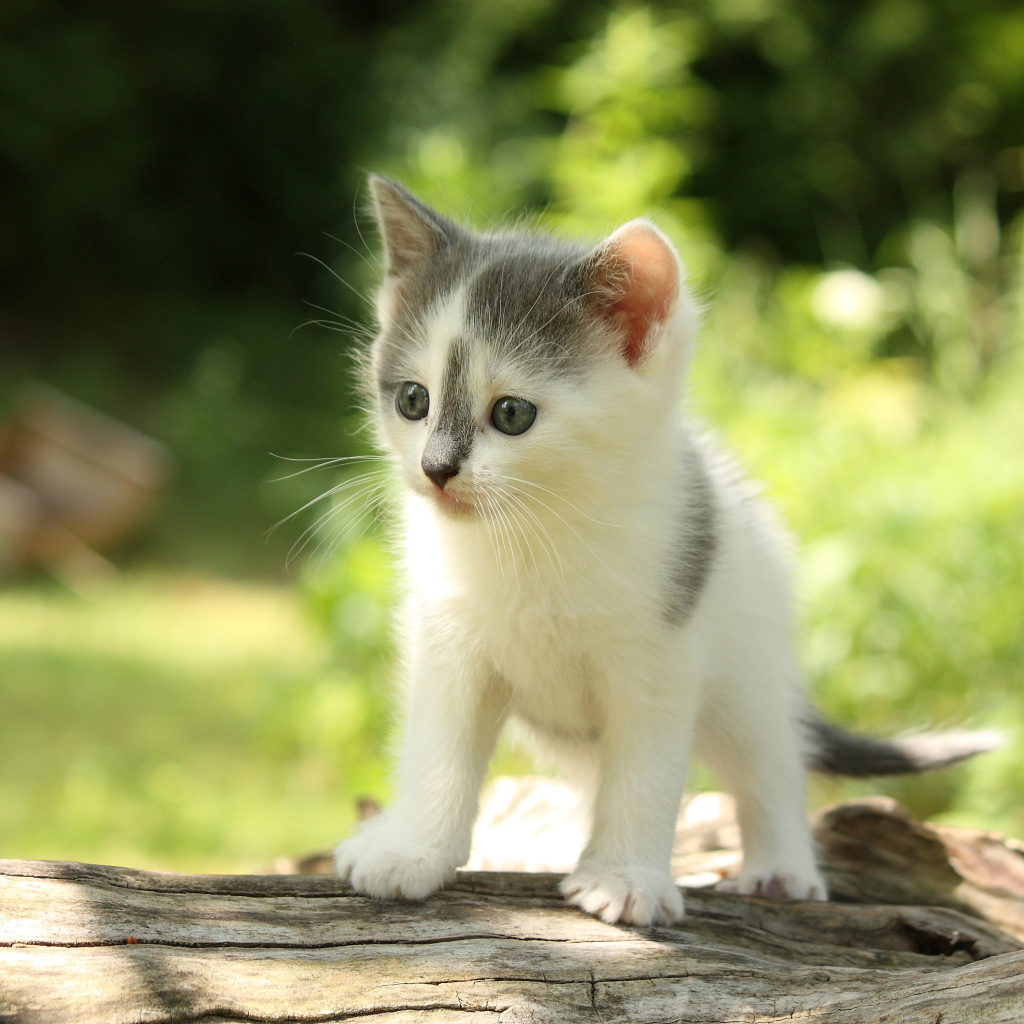 Милый маленький котенок на деревянной колоде
