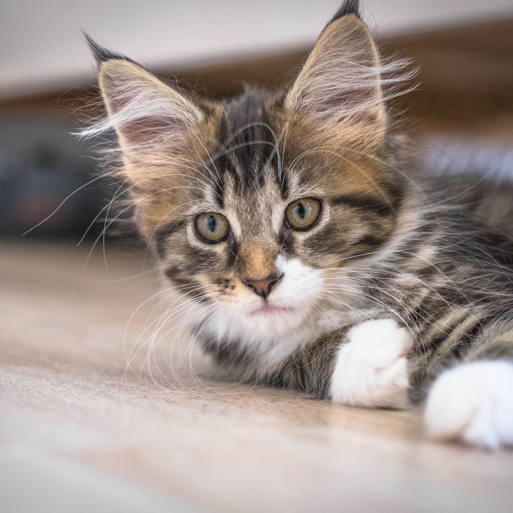 Дорогой породистый котенок мейн кун 