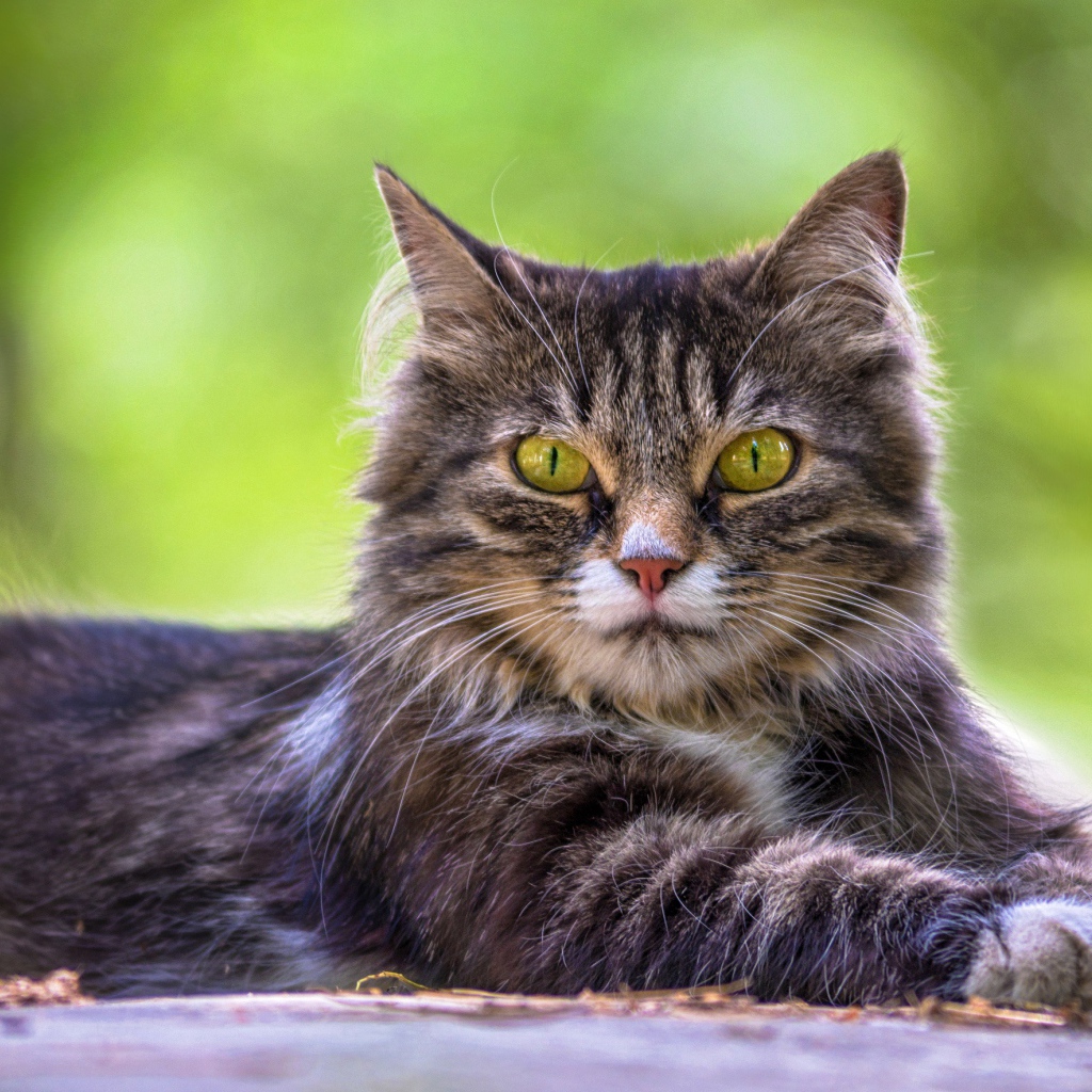 Недовольный серый кот с желтыми глазами 