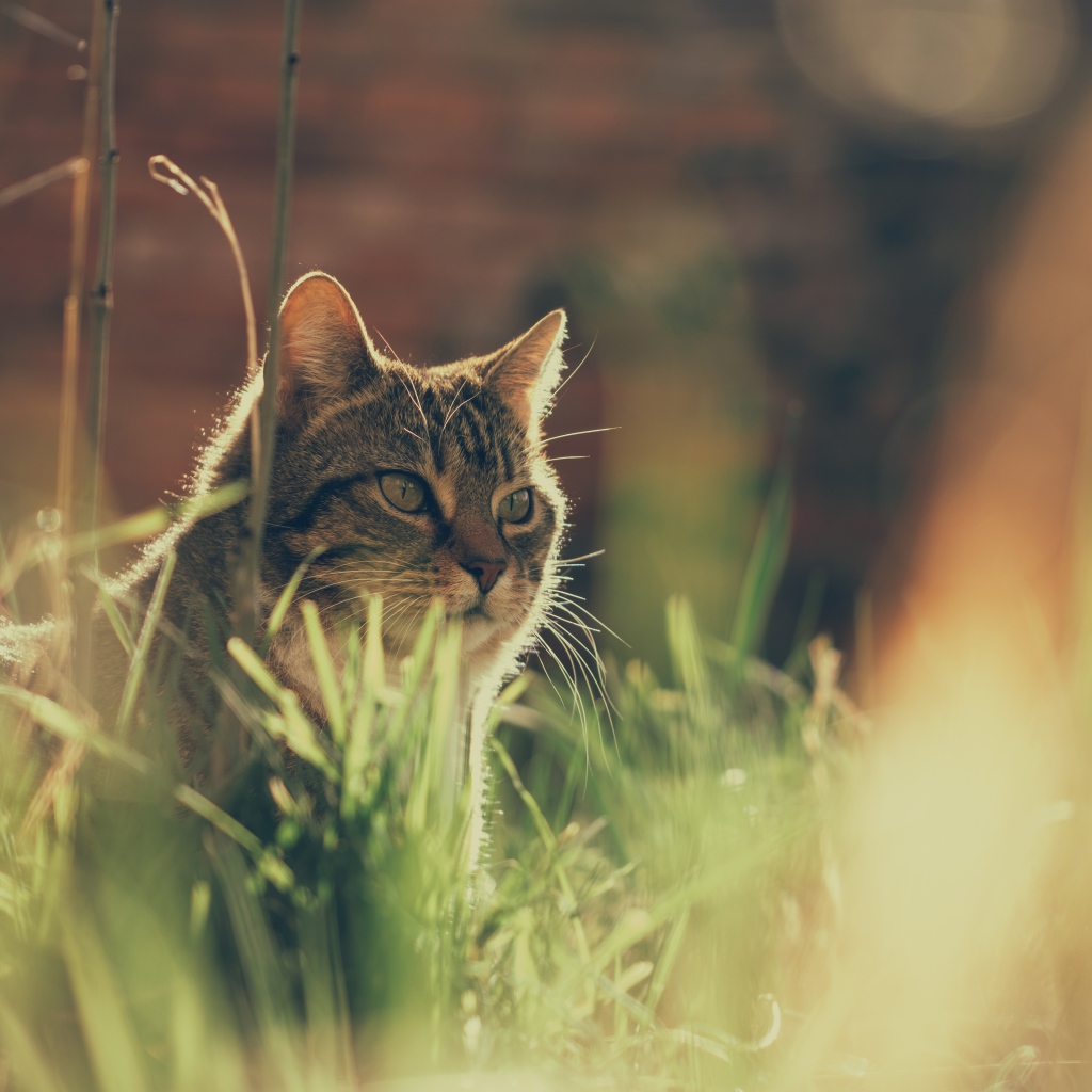 Недовольный серый кот в траве