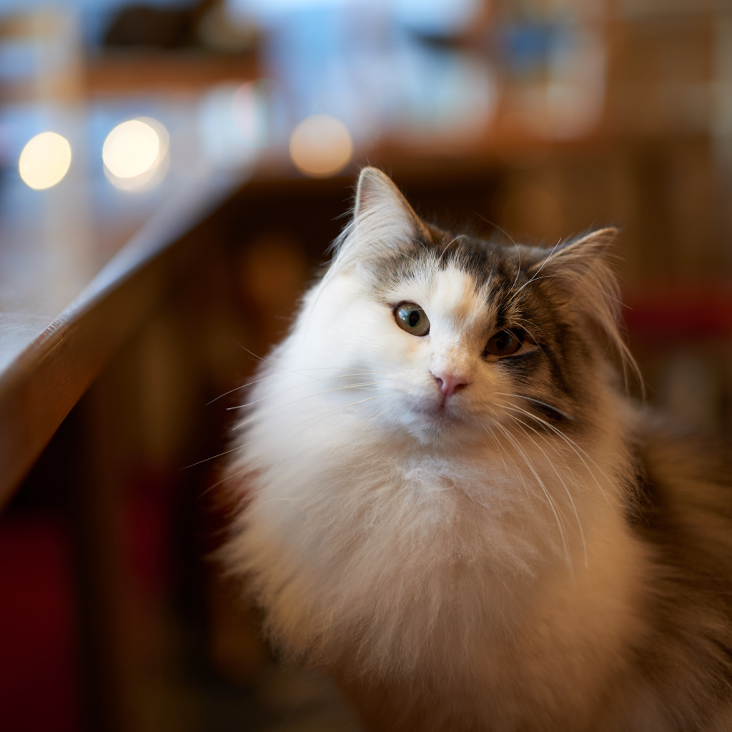 Пушистый красивый кот сидит у стола 