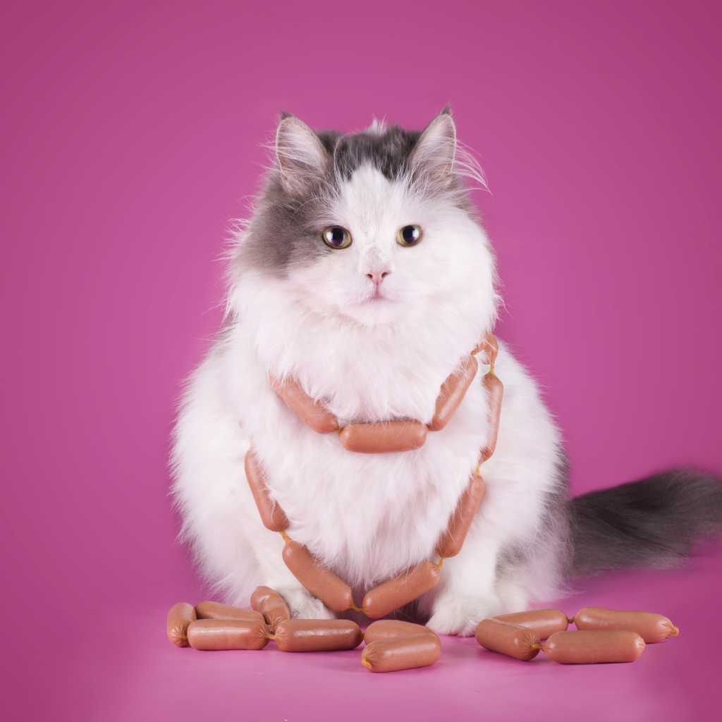 Пушистый кот с сосисками на розовом фоне