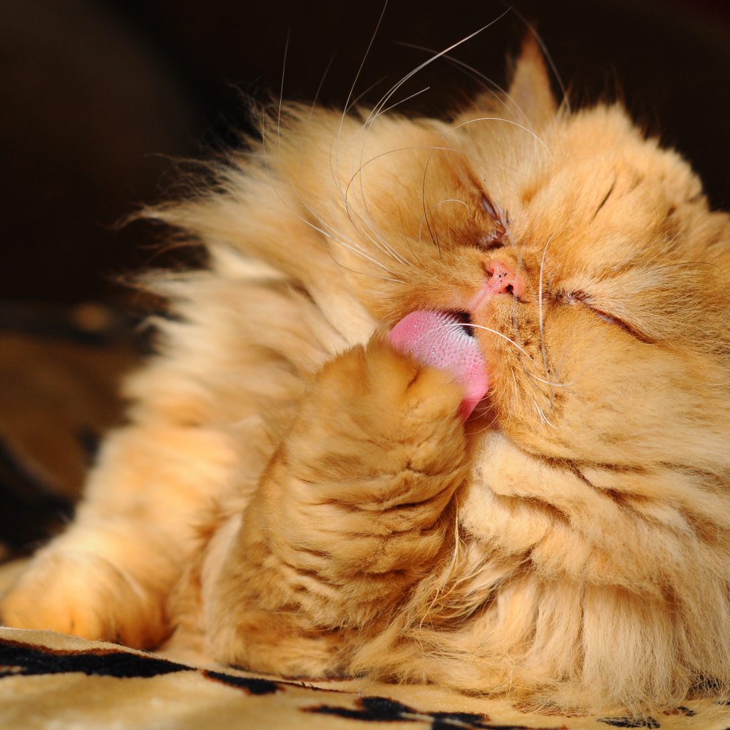 Пушистый рыжий персидский кот облизывает лапу