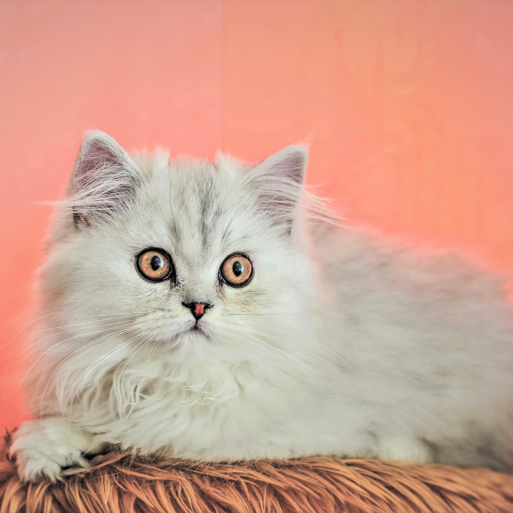 Пушистый белый персидский котенок на розовом фоне