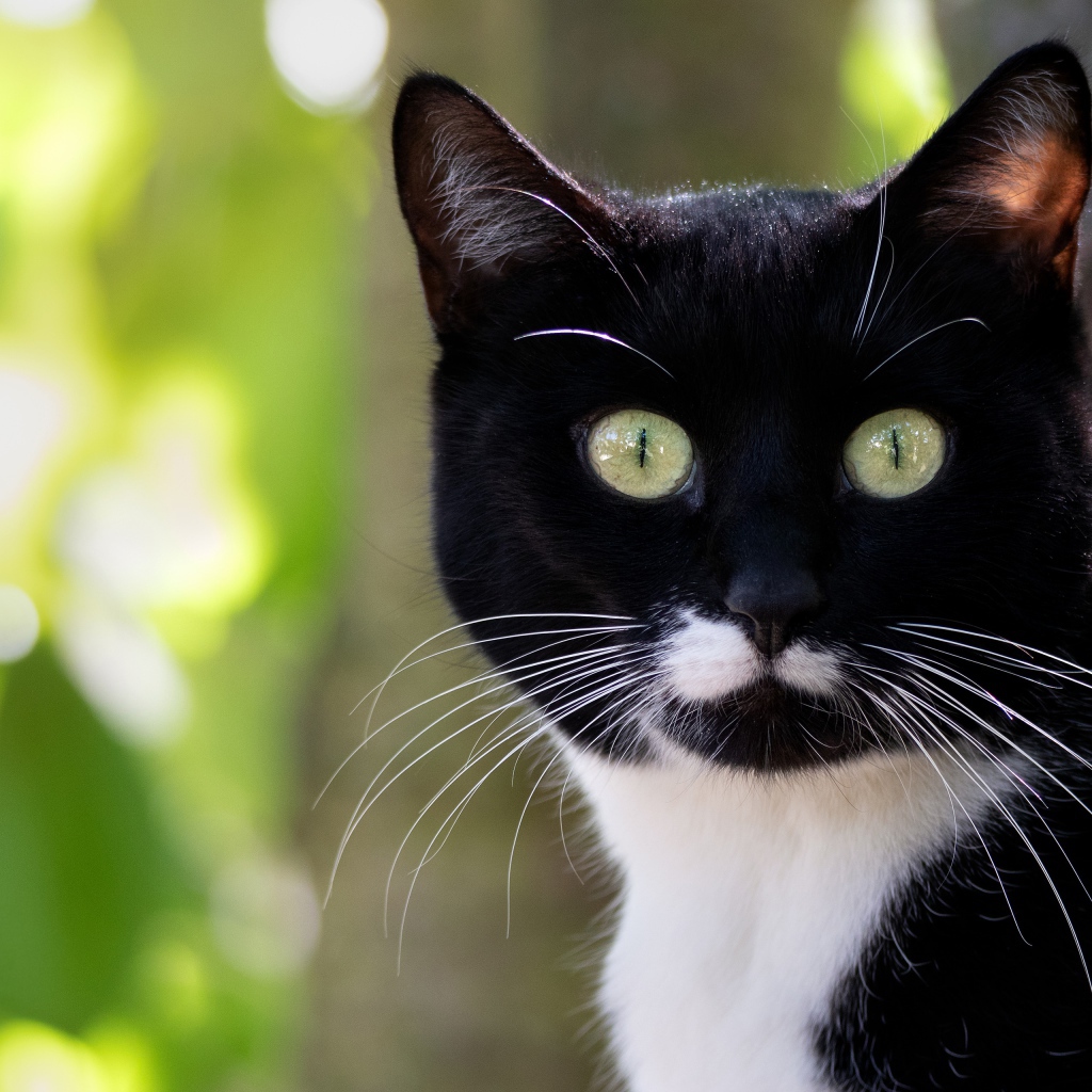 Испуганный черно белый кот с длинными усами 