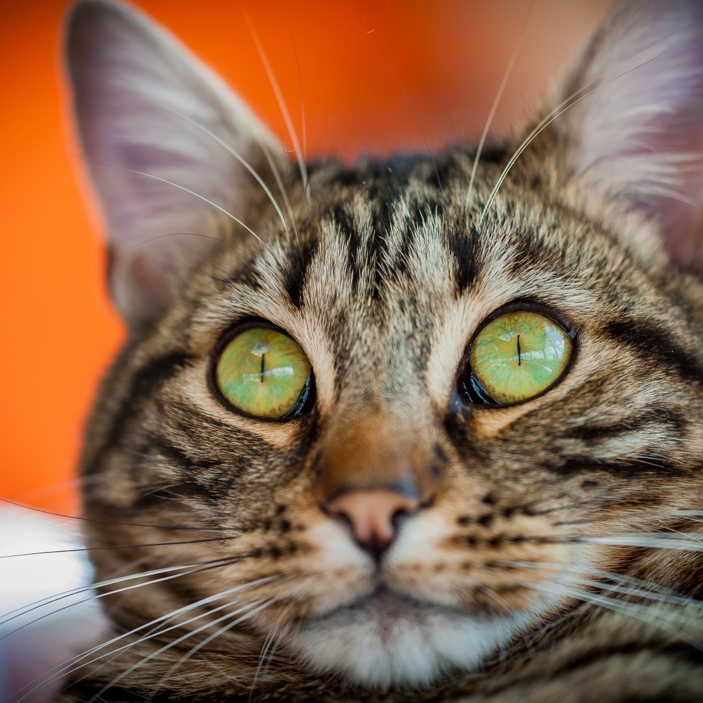 Забавная морда серого зеленоглазого кота