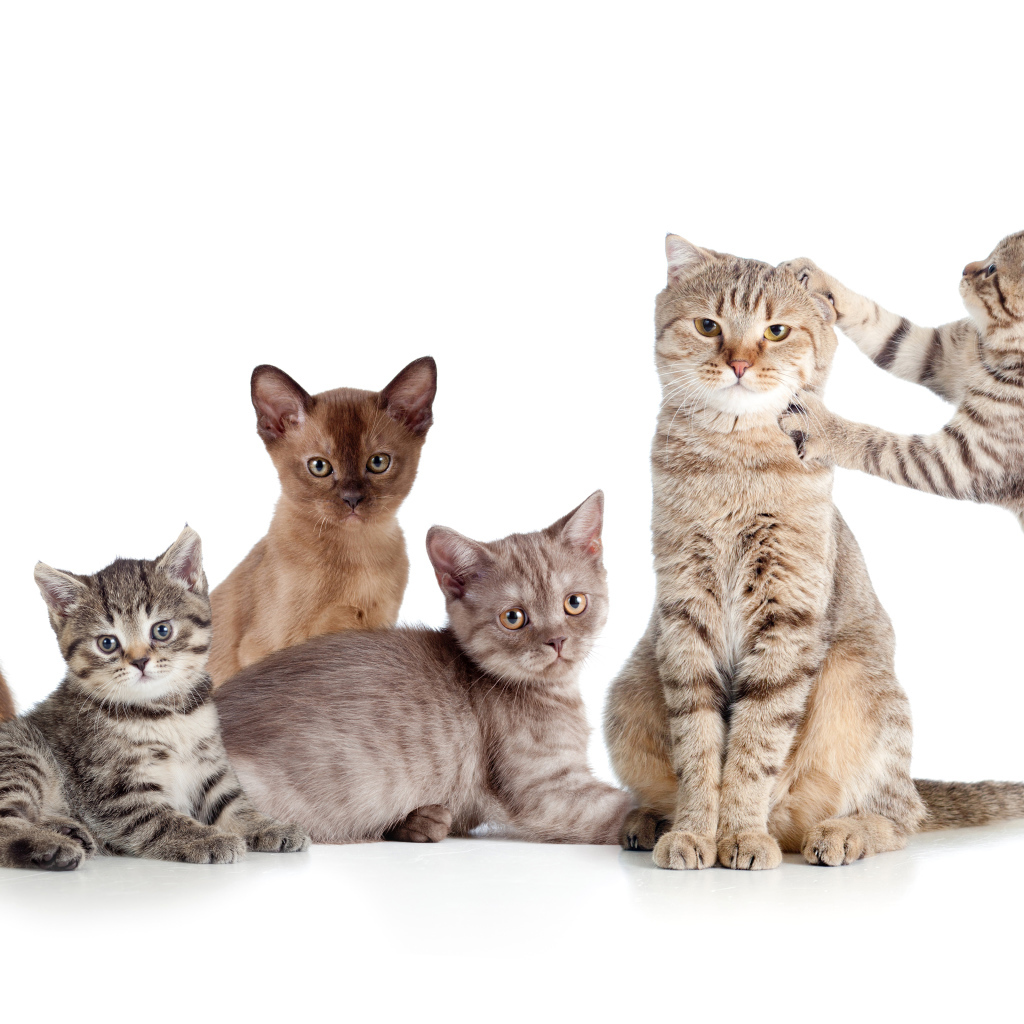 Забавные маленькие котята на белом фоне