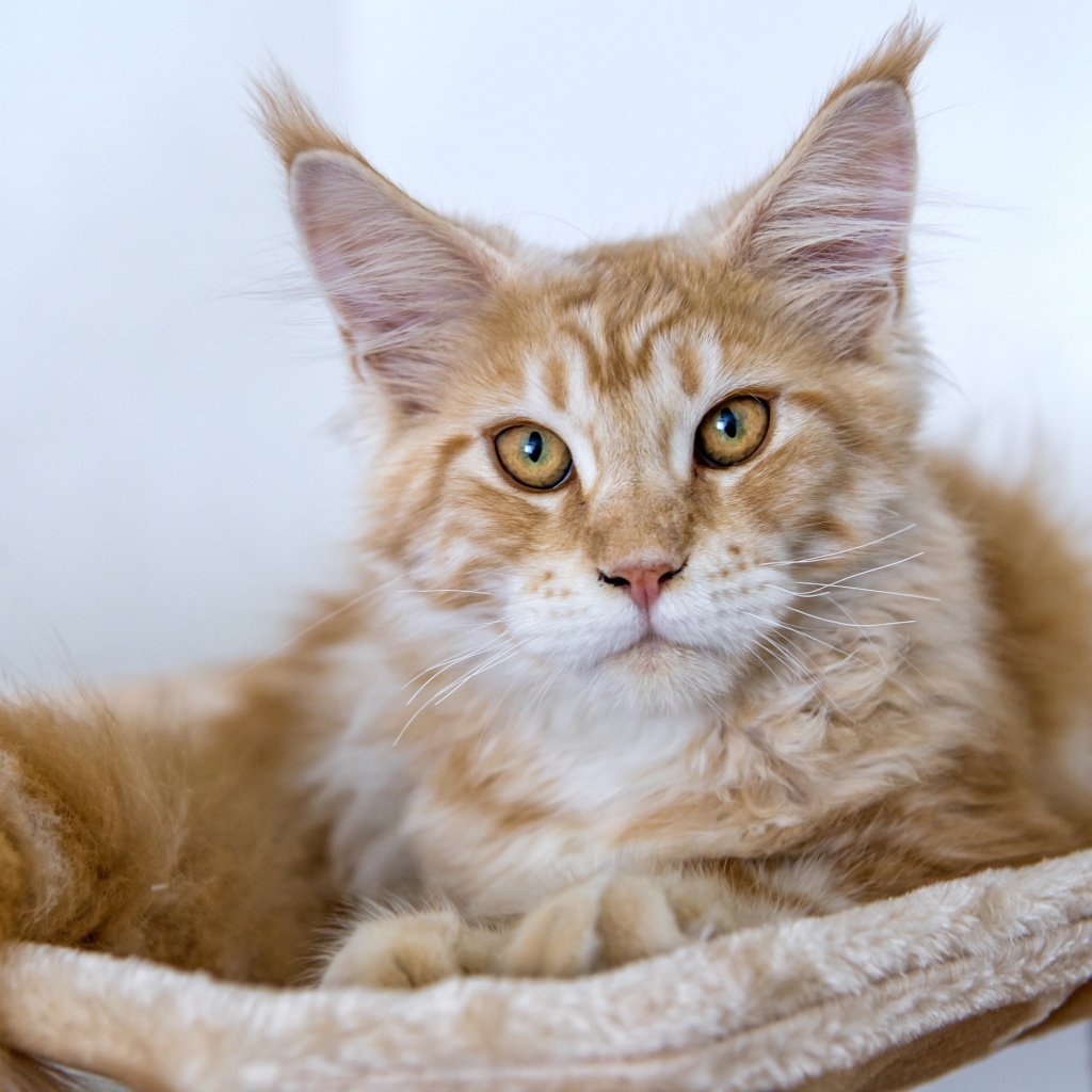 Пушистый рыжий кот породы мейн кун