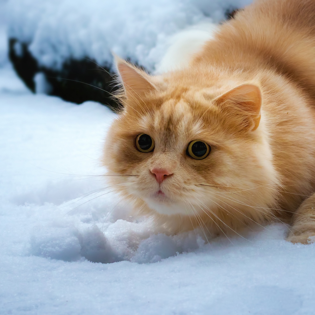 Пушистый рыжий кот лежит на снегу 