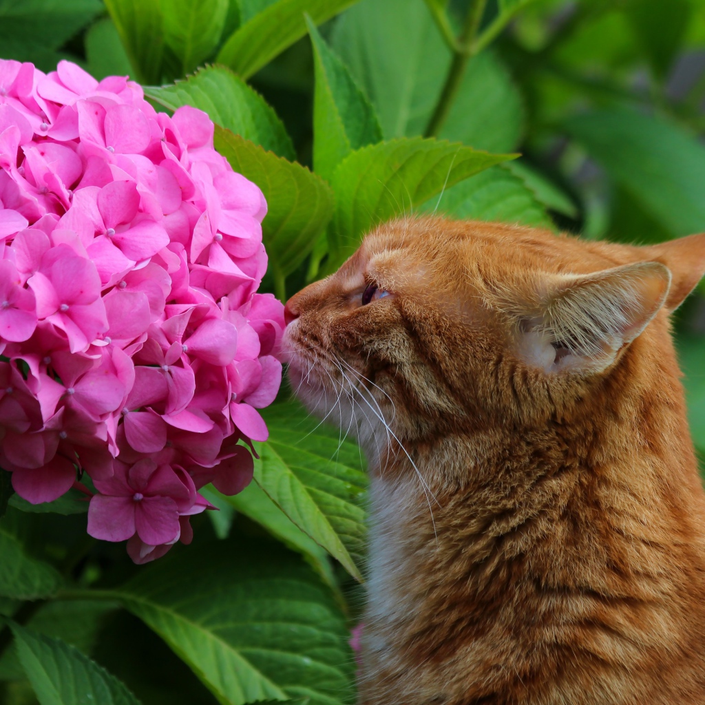 Ginger cat sniffs pink hydrangea flower