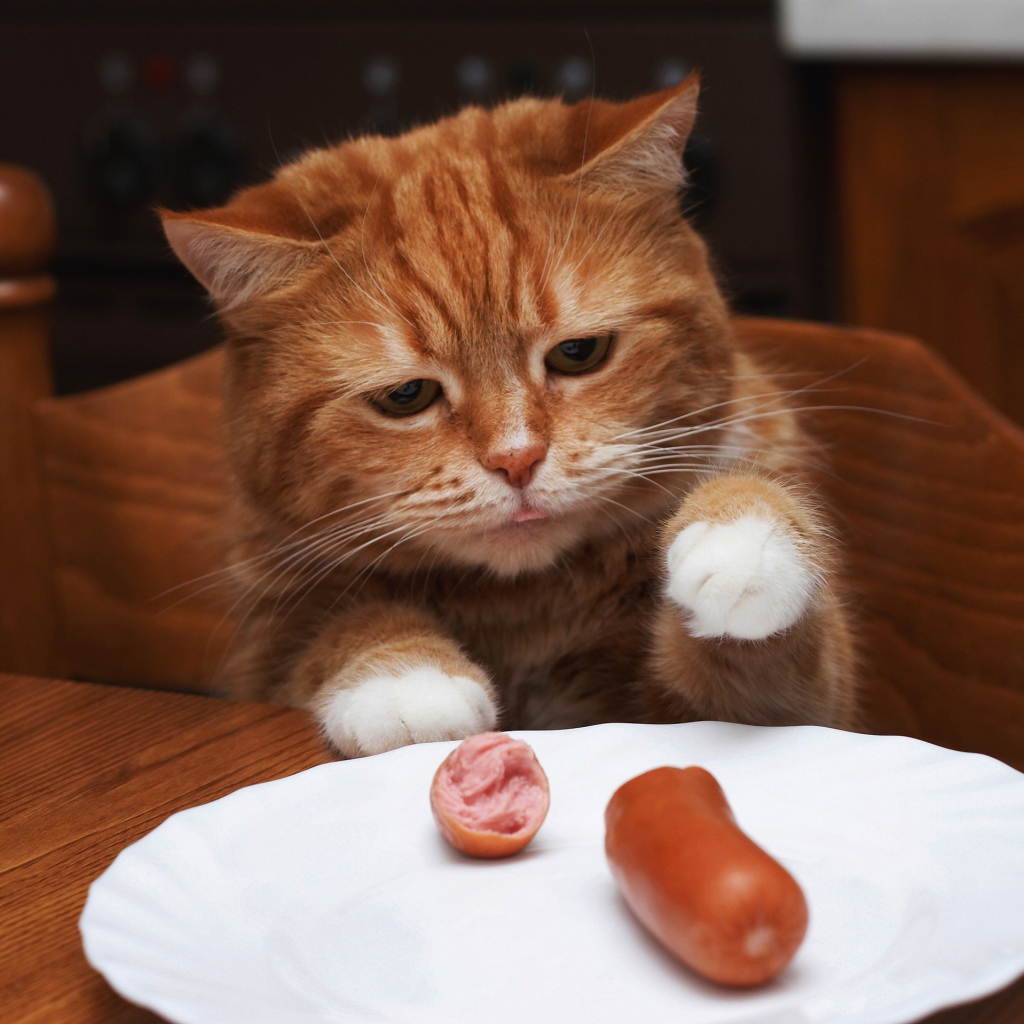 Рыжик кот ворует сосиску с тарелки на столе