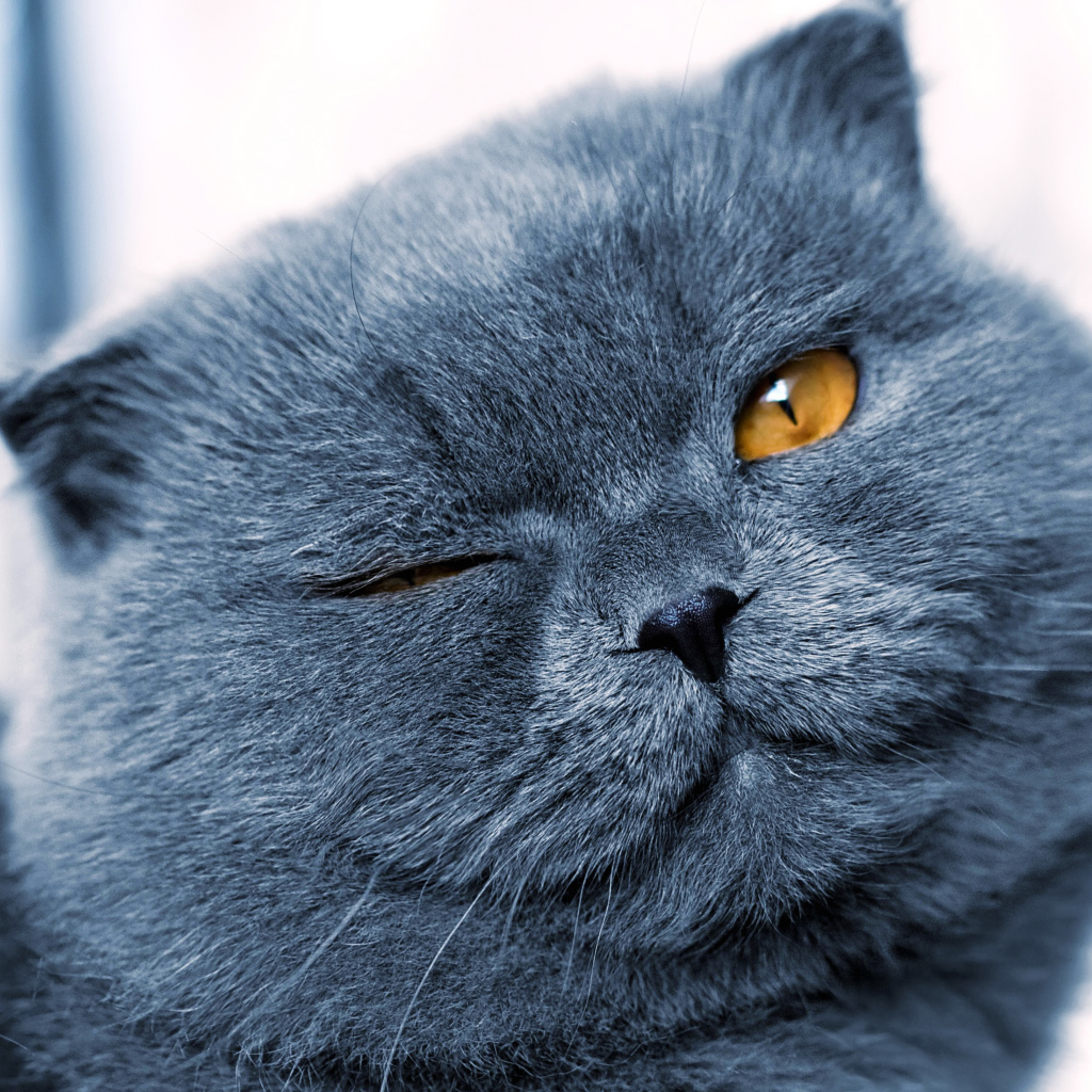 Серый британский кот подмигивает глазом 
