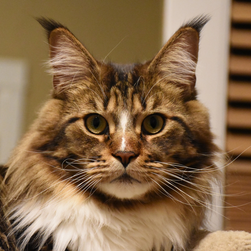 Серый красивый кот мейн кун крупным планом 