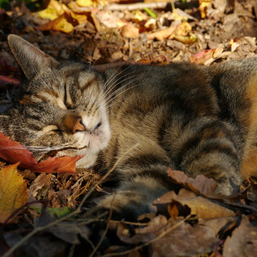 Серый красивый кот спит на желтой опавшей листве