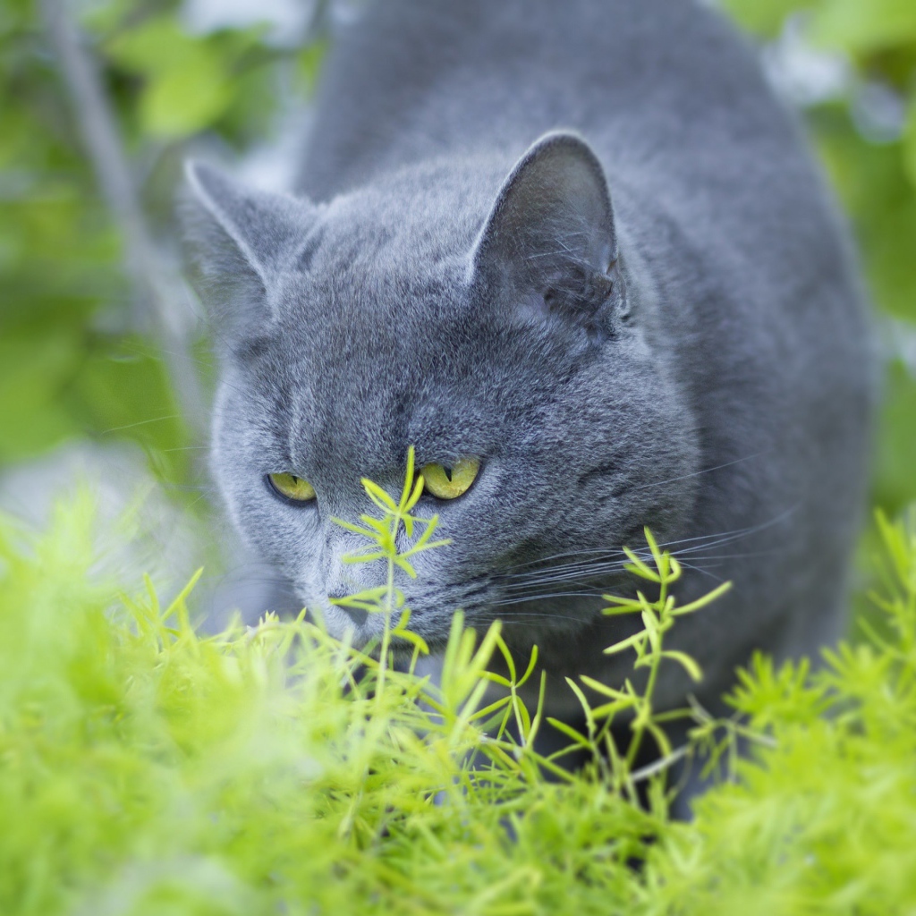 Серый кот британец ест зеленую траву