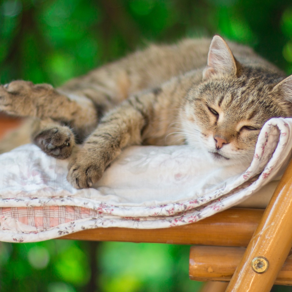 Серый кот спит на лавке