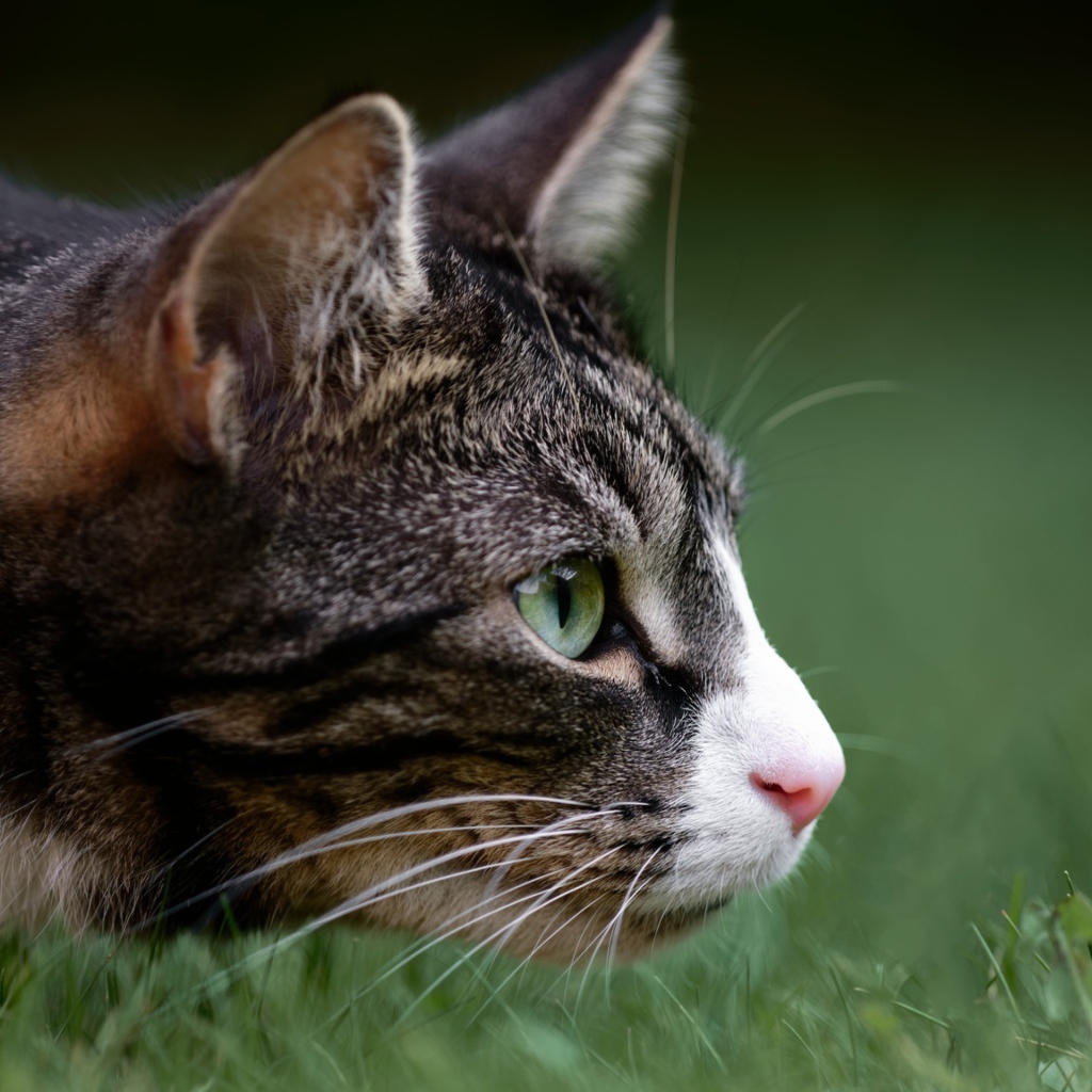 Серый кот охотится в зеленой траве 