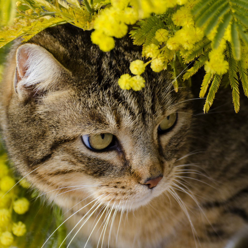 Серый кот в ветках мимозы