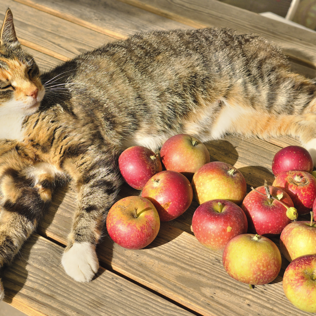 Серый кот лежит на столе с красными яблоками