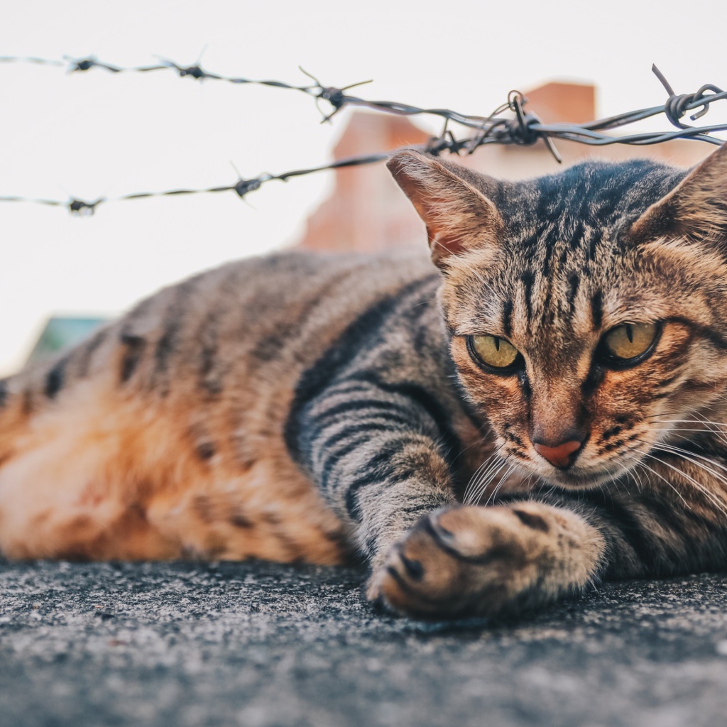 Серый кот лежит под колючей проволокой