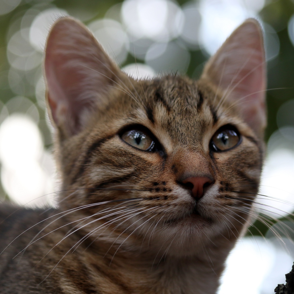 Серый кот дремлет на дереве