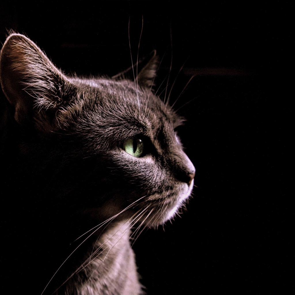 Серый кот на черном фоне, вид сбоку