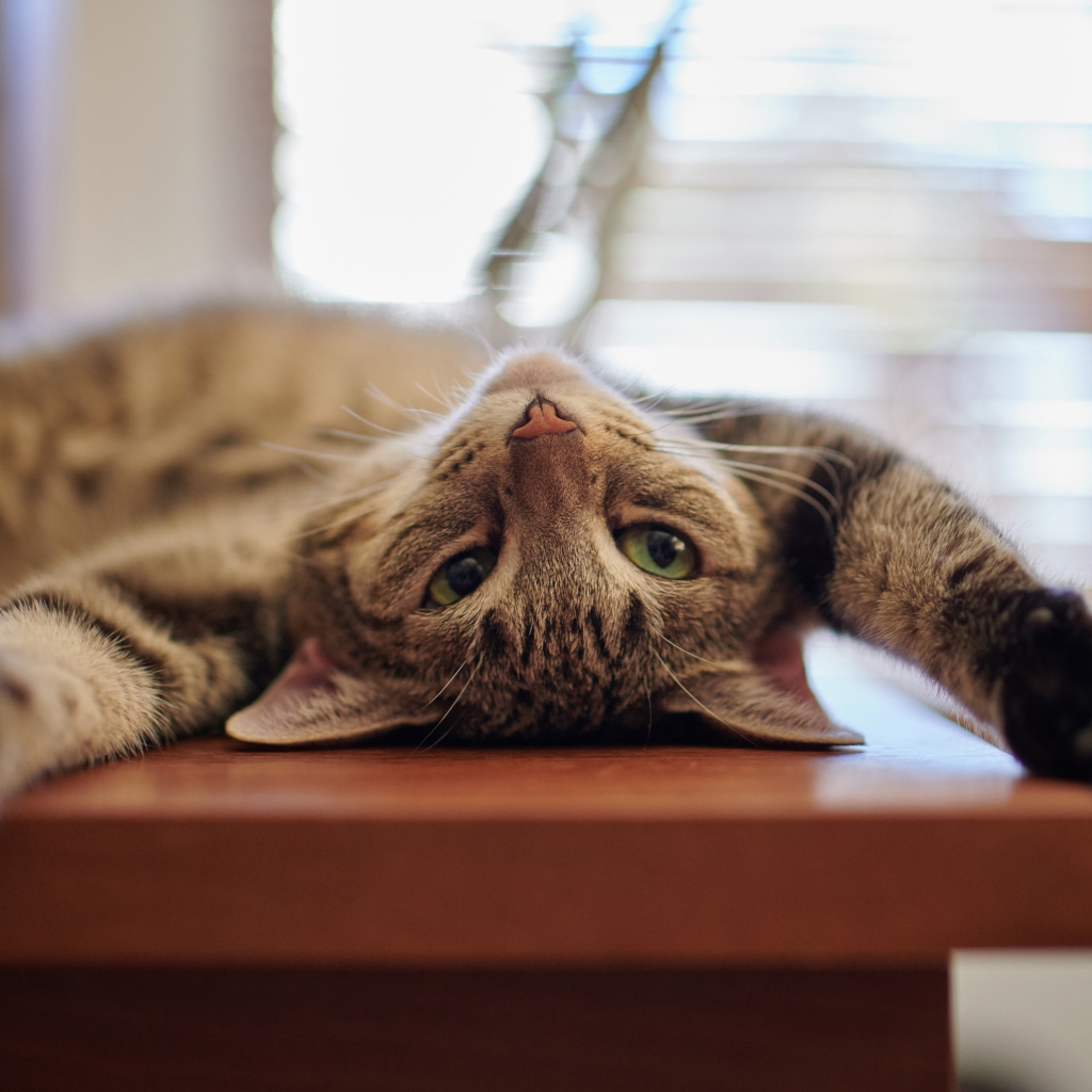 Серый кот с зелеными глазами лежит на столе