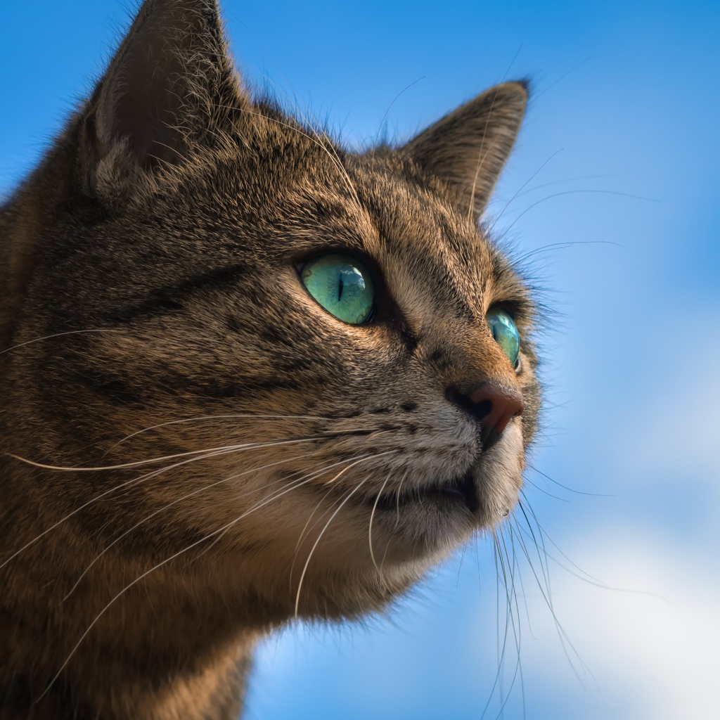 Серый зеленоглазый кот на фоне голубого неба