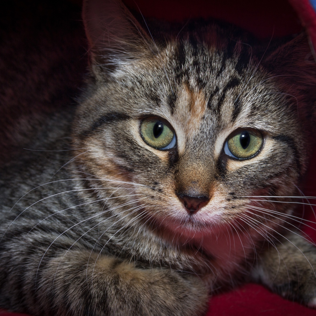 Серый зеленоглазый кот лежит под одеялом