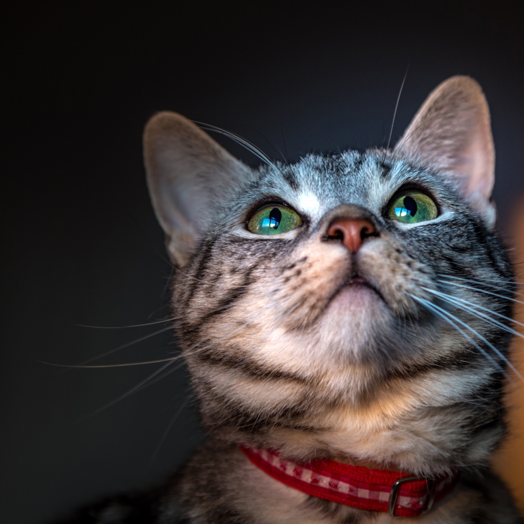 Серый зеленоглазый кот с ошейником 