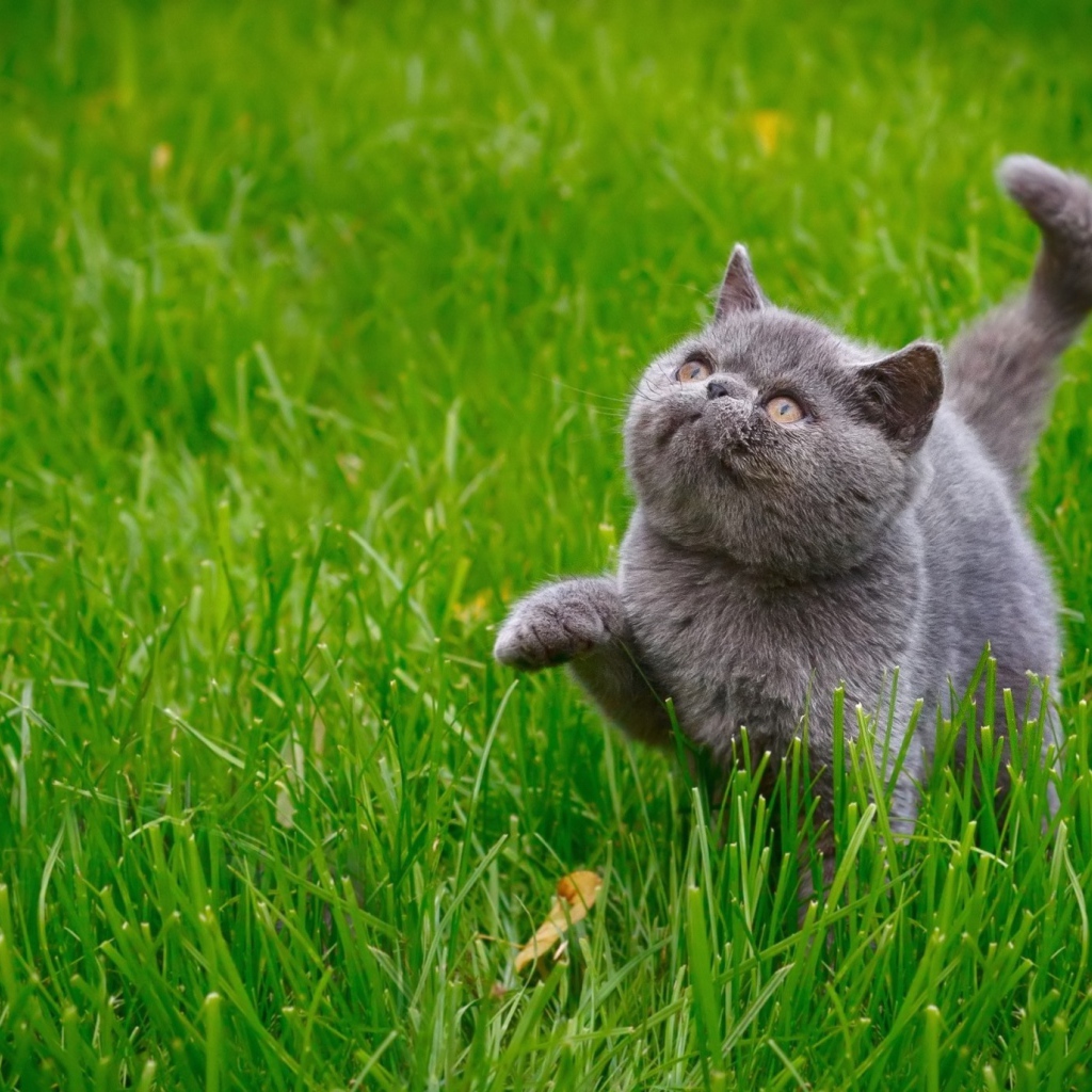 Полная киса. Кот в траве. Котик в траве. Кот на травке. Трава для кошек.
