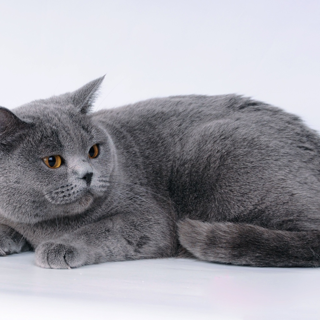 Большой британский кот на сером фоне