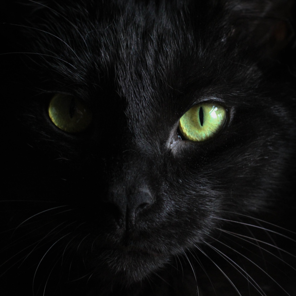 Голова черного зеленоглазого кота на черном фоне