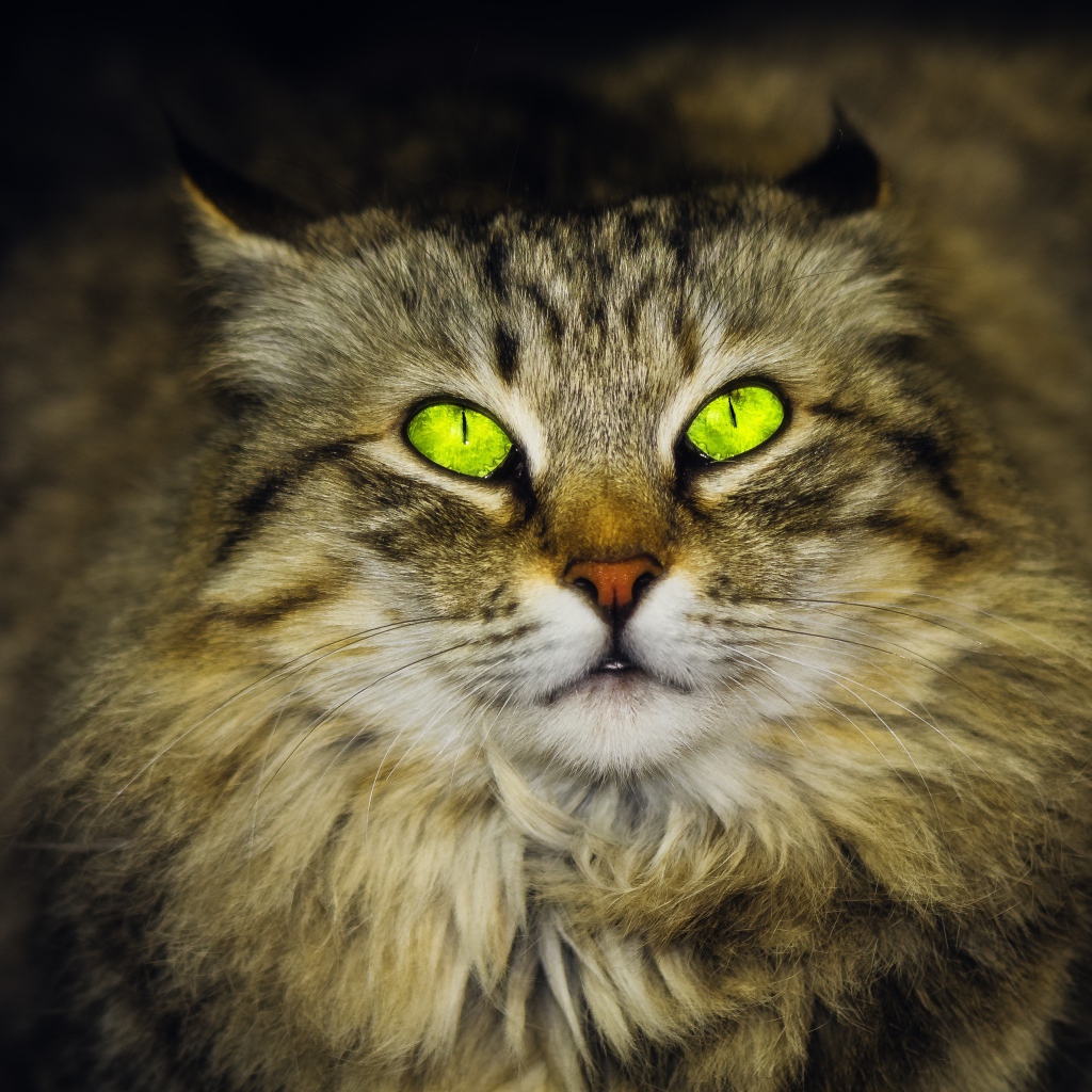 Большой пушистый серый кот с красивыми глазами